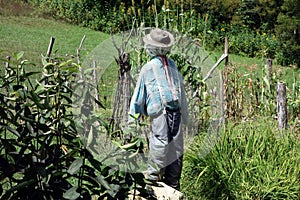 An effective scarecrow from pioneer days