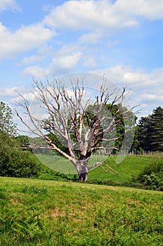 Effects of acid rain pollution in England.