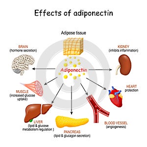 Effects of adiponectin