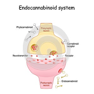 Effects of cannabis. Two neurons with receptors and neurotransmitter