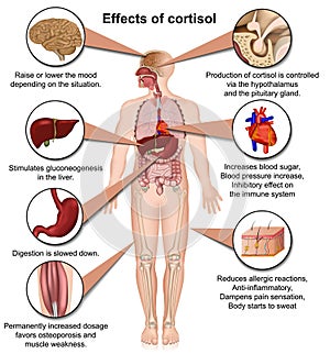 Effects of cortisol on the human body 3d medical vector illustration isolated on white background