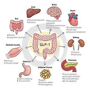 Effects of GLP-1 on Various Human Body Organs photo