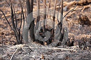 Effects of grass fire on soils. Charred grass after a spring fire. Black surface of the rural field with a burned grass.