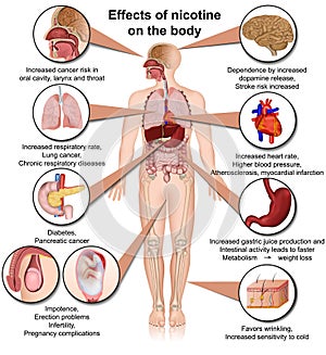Effects of nicotine on the body medical vector illustration infographic isolated on white background