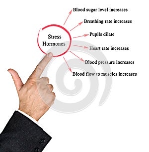 Effects of Stress Hormones