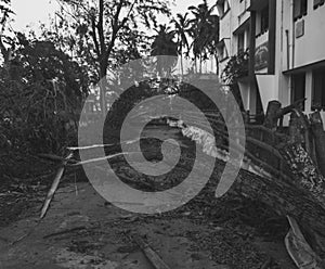 Uprooted trees fallen on path photo