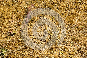 Effects of weedkiller on natural plants