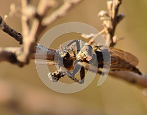 Efferia albibarbis with a bee under its stinger