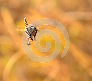 Efferia albibarbis in flight