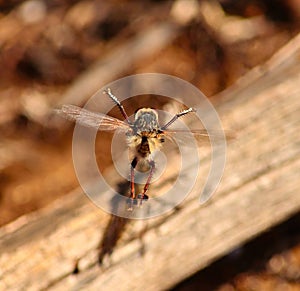 Efferia albibarbis performing stunts in its courtship ritual