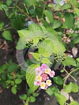 efficacious herbal plant flower lantana camara photo