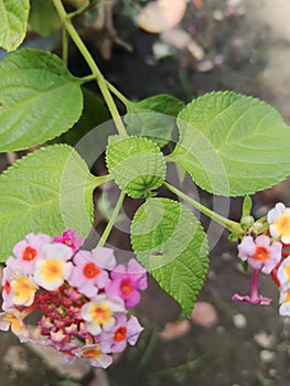 efficacious herbal plant flower lantana camara photo