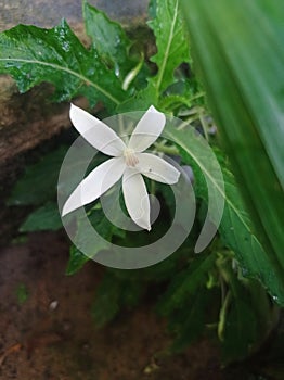 The efficacious white isotoma longiflora photo