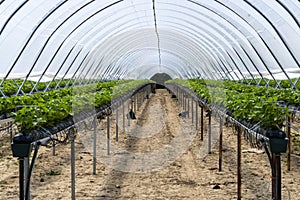 Efficient farming, rows of strawberry plants in a greenhouse with watering system. The irrigation system delivers water and