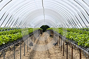 Efficient farming of rows of strawberry plants in a greenhouse with watering system. The irrigation system delivers water and