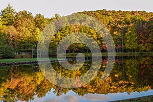 eflection of forest beside the pond under blue sky