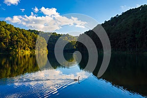 Eflection of pine tree and blue sky with goose