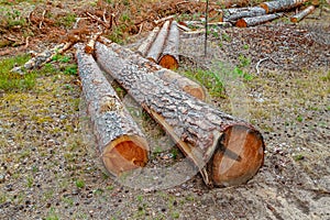 Eforestation and Industrial tree logging
