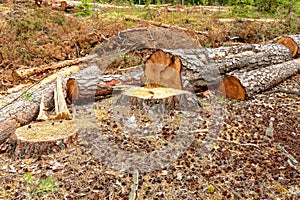 Eforestation and Industrial tree logging