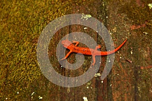 Eft salamander on mossy log