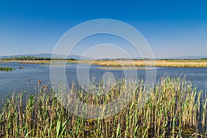 Efteni Lake in Summer Day photo