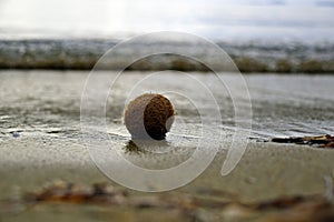 Egagropilo, Neptune balls of Posidonia oceanica algae