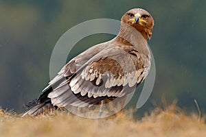 Egale sitting in the grass. Bird in forest. Steppe Eagle, Aquila nipalensis, sitting in the grass on meadow, forest in background.