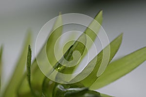 Egeria densa / Brazilian waterweed isolated on white