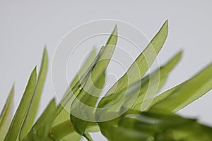 Egeria densa / Brazilian waterweed isolated on white photo