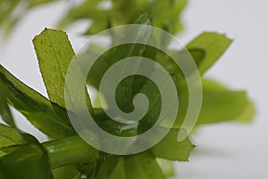 Egeria densa / Brazilian waterweed isolated on white photo