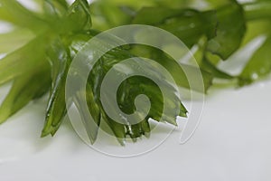 Egeria densa / Brazilian waterweed isolated on white photo