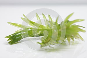 Egeria densa / Brazilian waterweed isolated on white photo