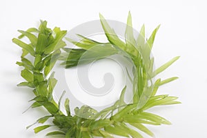 Egeria densa / Brazilian waterweed isolated on white photo