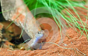 Egernia atriata lizard