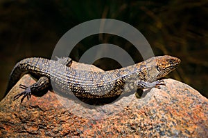 Egernia cunninghami, Cunningham`s spiny-tailed skink, large lizard sitting on the stone in the nature habitat. Big reptile from