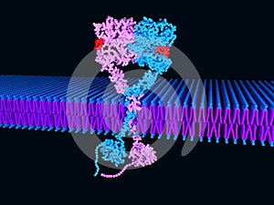 EGF receptor