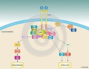 EGF signaling pathway