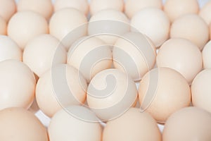 Egg