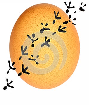 Egg photo