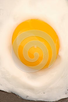 Egg 521