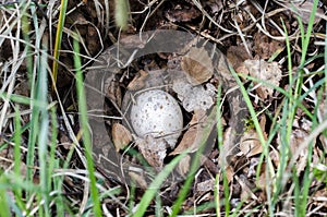 Egg