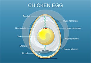 Egg anatomy. Structure of bird egg