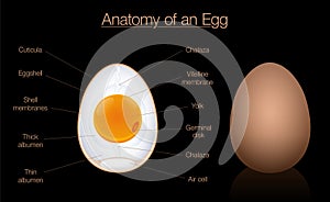 Egg Anatomy Structure Diagram Chart Names photo