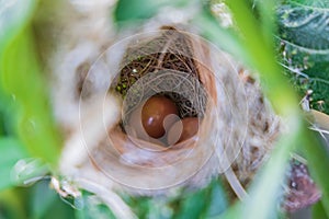 Egg of Ashy Prinia & x28;Prinia Socialis& x29; in the nest