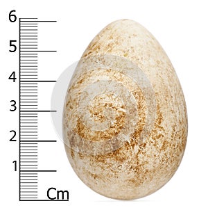 Egg of Atlantic Puffin or Common Puffin