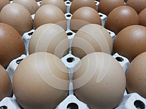 Egg Background