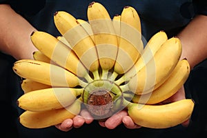 Egg-banana or Pisang mas is famous fruit of Thailand.