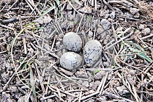 The egg is in the bird`s nest on the ground.