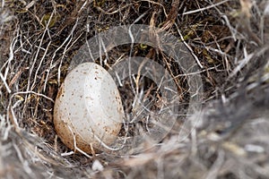 Egg from a bluetit in a natural nest