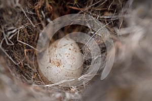 Egg from a bluetit in a natural nest